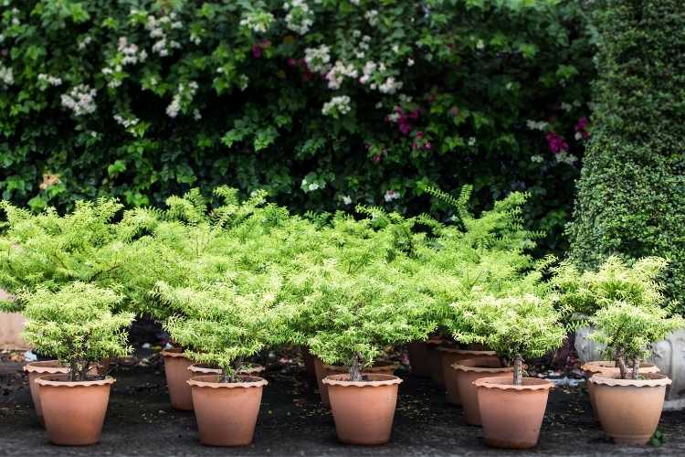 What are low maintenance garden pots?