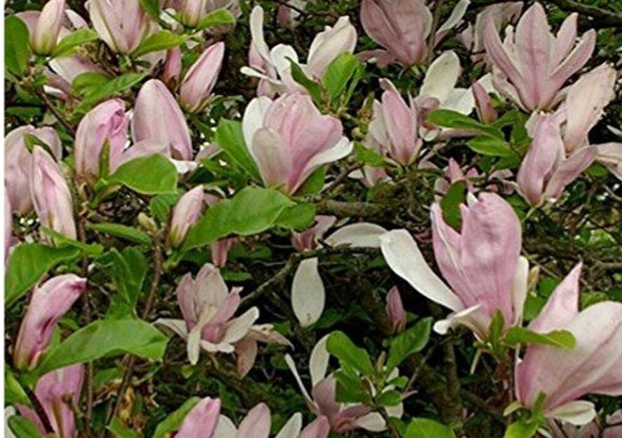 5 stunning magnolia plants to plant right now