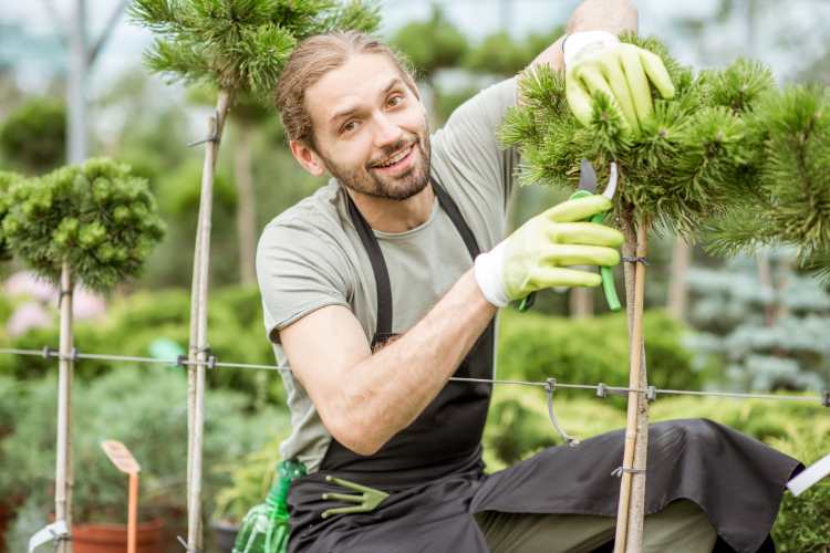 10 Tips for Caring for Ornamental Trees