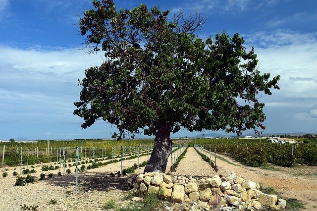 Here we go round the mulberry bush: Getting to grips with the giant Mulberry fruit tree