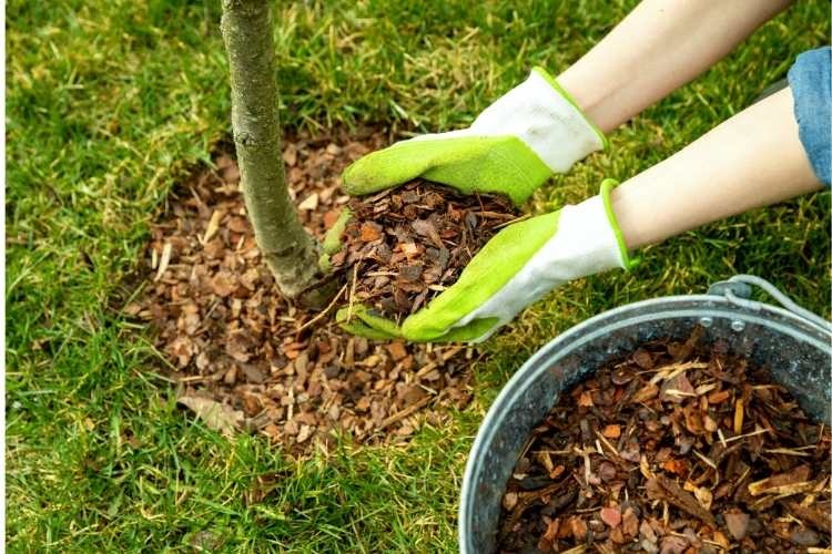 How to mulch plants, shrubs, and ornamental trees