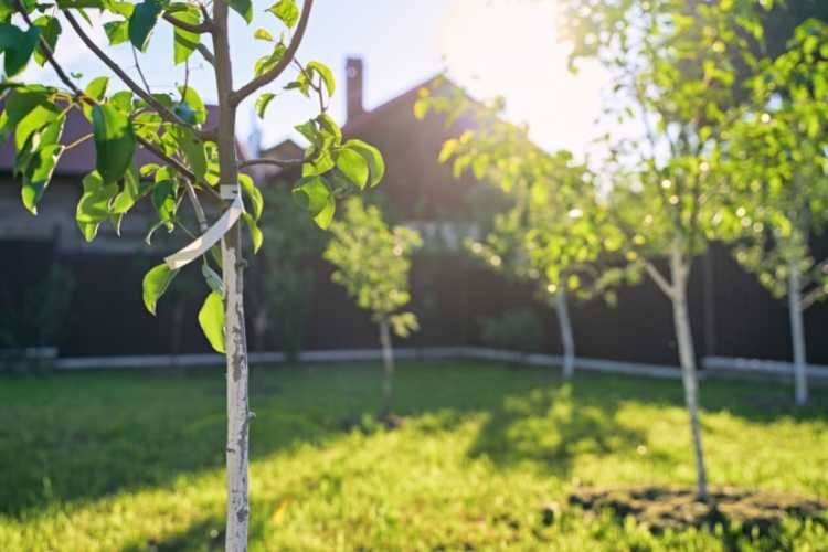 Can you have an orchard in a small garden?