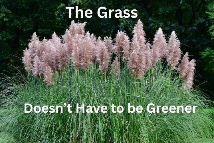 Ornamental Grasses for Small Gardens