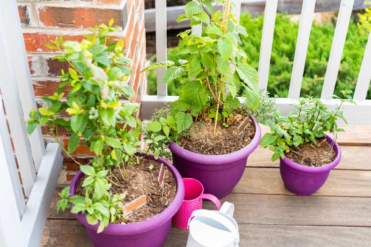 How to Grow Ornamental Trees in Pots: A Guide for UK Gardeners