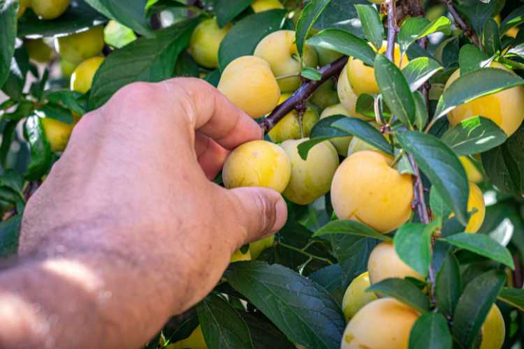 Do Patio Trees Produce Fruit?