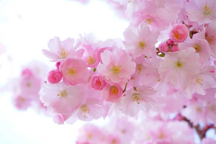 Choosing the best cherry blossom and flowering cherry trees for your garden