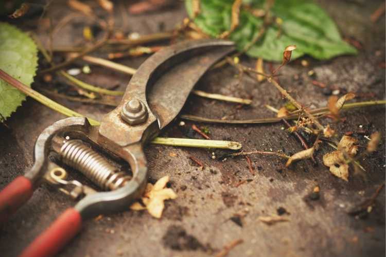 Which plants and shrubs should you NOT prune this autumn?