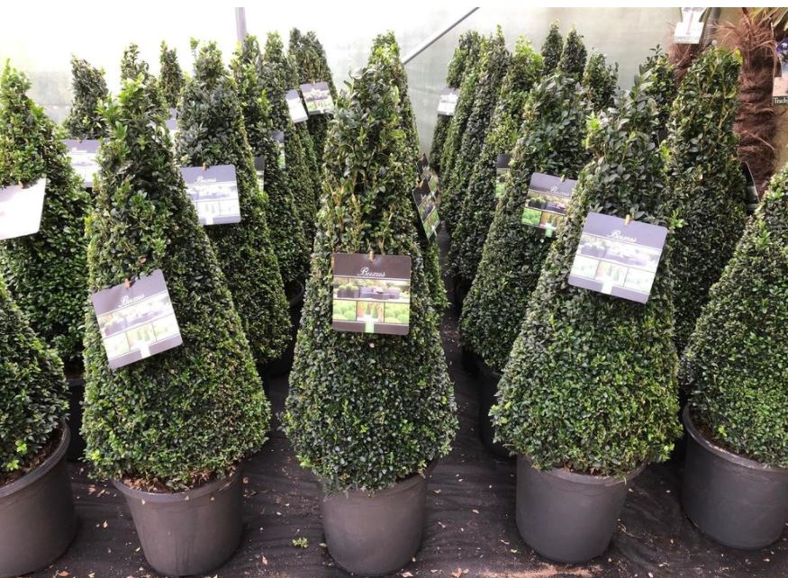 What is Topiary?