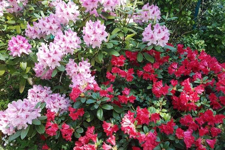 How to grow rhododendrons - planting and growing tips