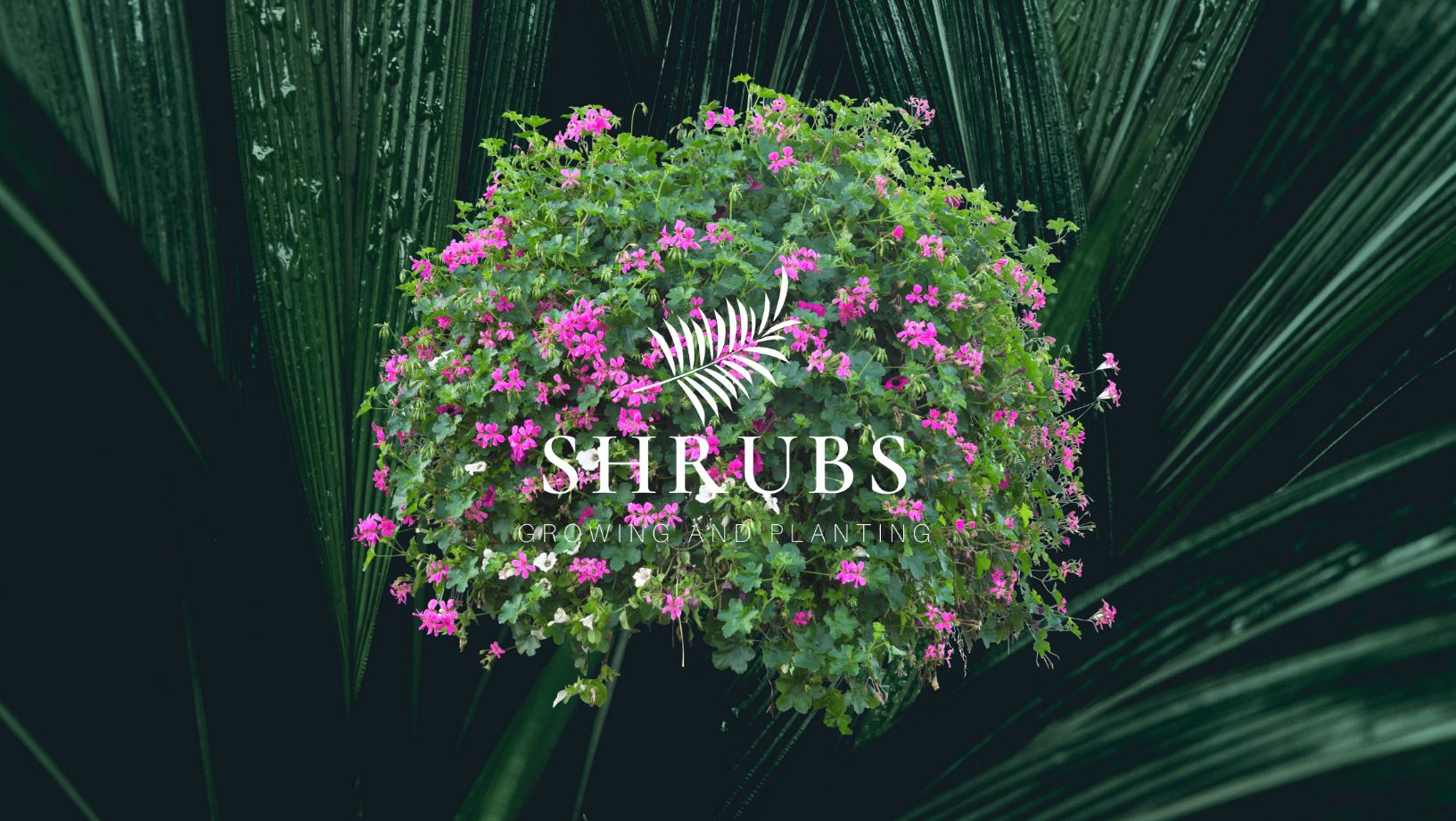 Getting the most from your garden shrubs - top tips