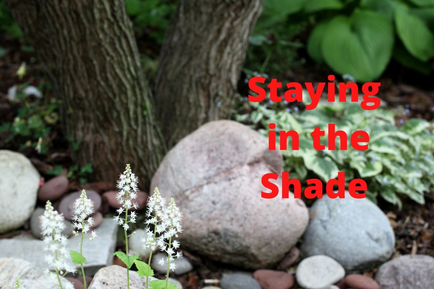 Planting and planning your shade garden