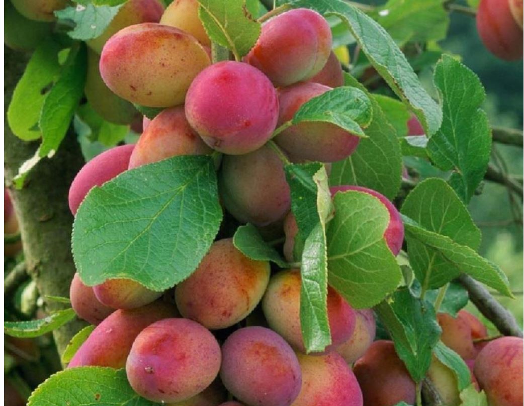 Why Victoria plum fruit trees are perfect for your garden