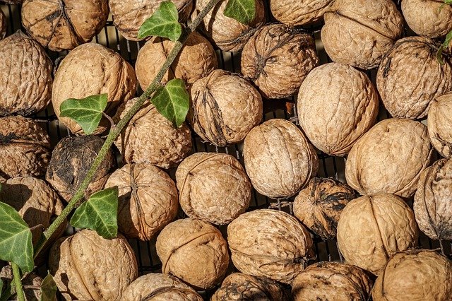 Growing Walnut trees in pots 