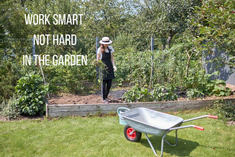 Low-Maintenance Plants for Busy Gardeners