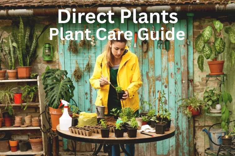 direct plants plant care guide