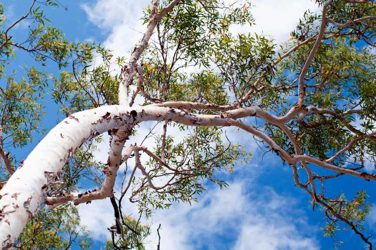 Eucalyptus Plants for Sale - Buying & Growing Guide 