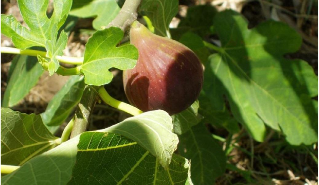 Which Fruit Trees Grow In The Uk