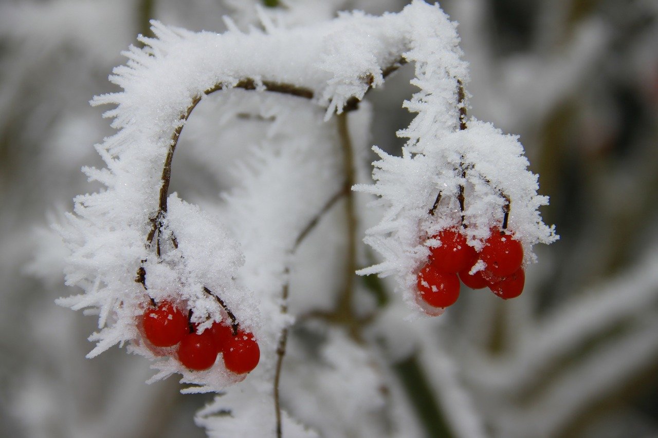 Image of Plum bush in winter