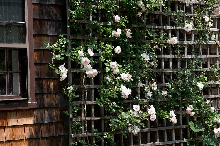 white trellis for climbing plants