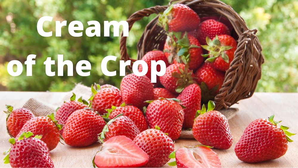 Growing strawberries in pots Direct Plants