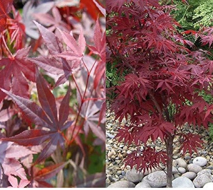 How to grow Japanese maples Ask the Expert Direct Plants