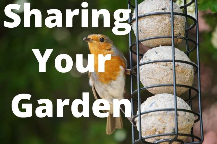 Setting up a bird feeder and how to feed birds all year round - Direct ...