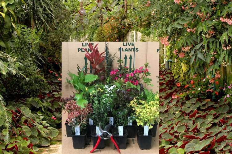 Garden Shrubs Will Transform Your Outdoor Space Direct Plants