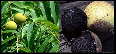 5 Litre Pot,Grow Nuts,Juglans Regia Large English Walnut Fruit Tree 3-4ft Tall