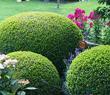 Buxus and Topiary