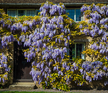 Climbing Plants