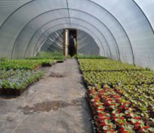 Polytunnels