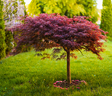 Acers and Maples