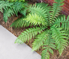 Ferns