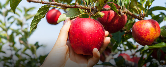 Tasty Fruit