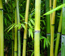 Bamboo