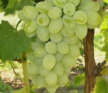 Grape Vines