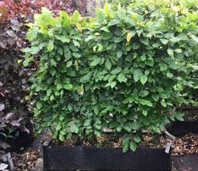 Instant Hedging Troughs