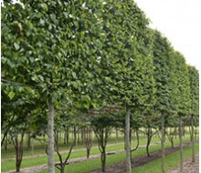 Pleached Trees