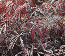 Acers and Maples