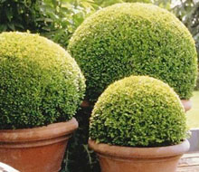 Buxus and Topiary