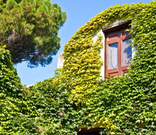 Climbing Plants