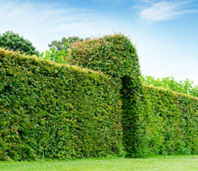 Hedging Trees