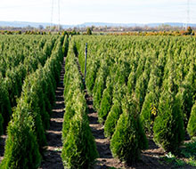 Large Root Ball Hedging