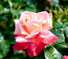 Roses