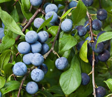 Fruit Bushes