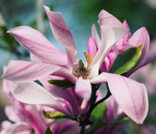 Magnolias