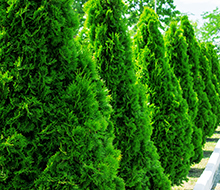 Hedging Trees