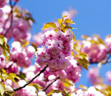 Ornamental Trees