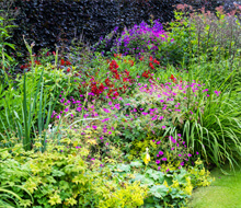 Perennials, Grasses & Ferns