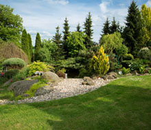 Conifers